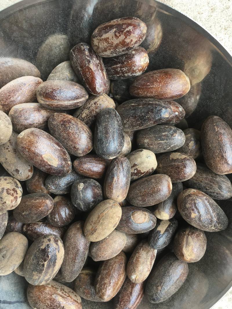 【旭华香料】圆香果长足干无硫油多光滑产地一手货量大包邮