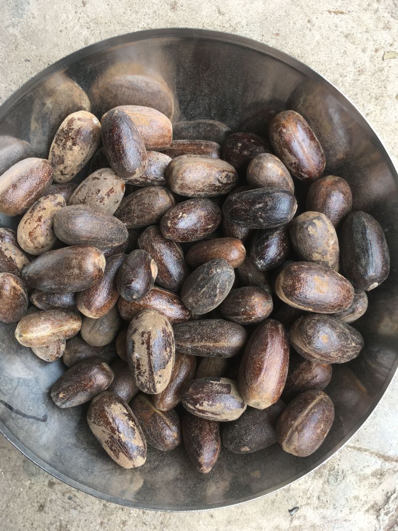【旭华香料】圆香果长足干无硫油多光滑产地一手货量大包邮