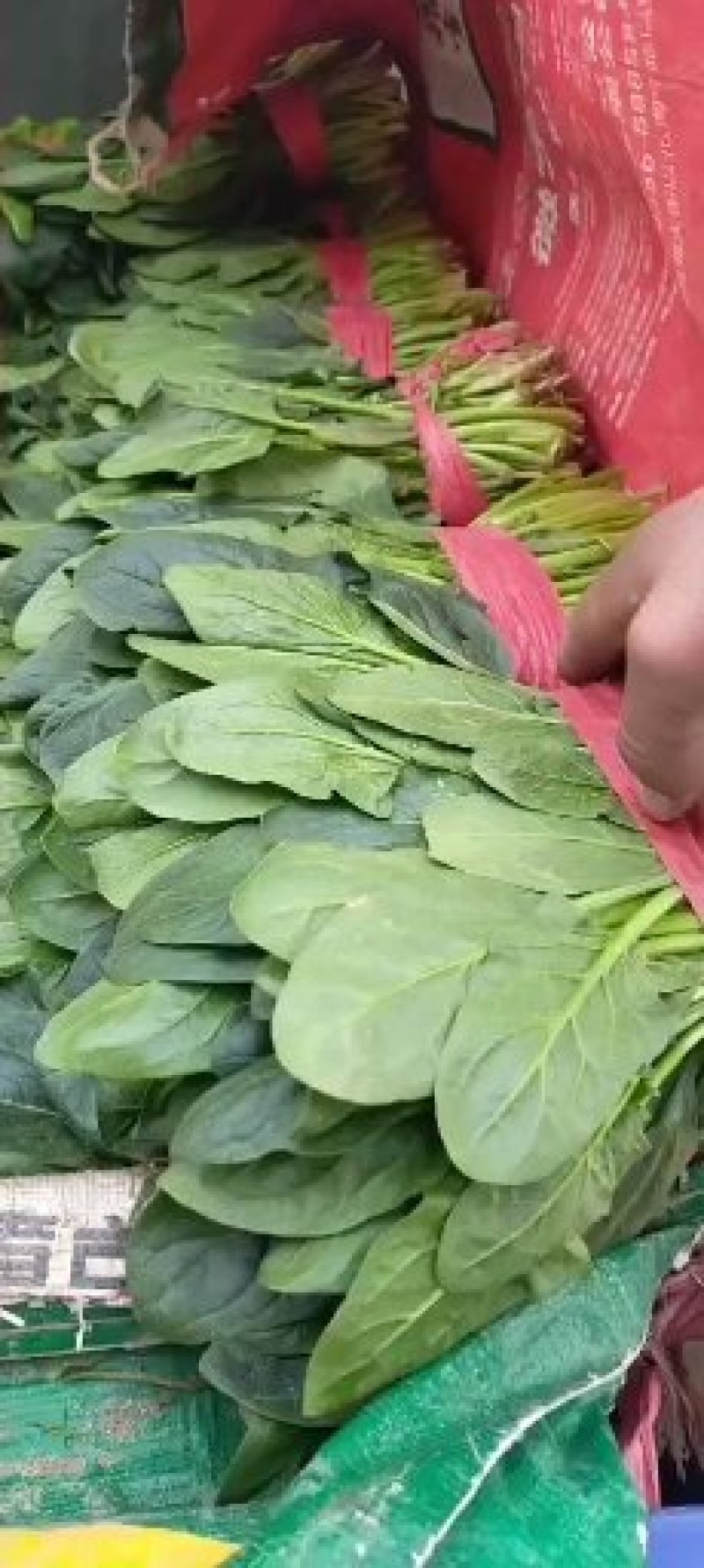 菠菜❤️❤️❤️，山东惠民万亩菠菜基地！