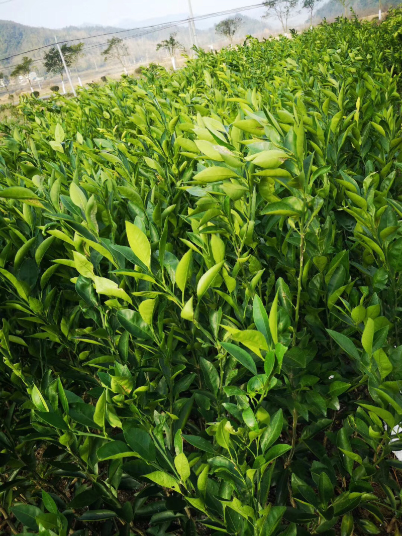 正宗嫁接红美人桔苗一年苗保证质量，水果苗品种齐全