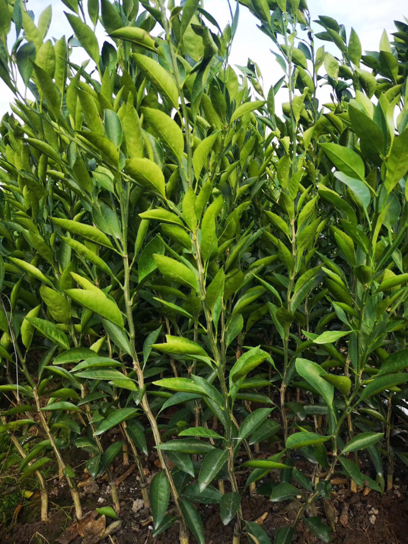 正宗嫁接红美人桔苗一年苗保证质量，水果苗品种齐全