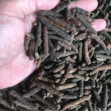 荜茇荜拨足干无硫产地一手货源大中小各种规格