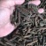 荜茇荜拨足干无硫产地一手货源大中小各种规格