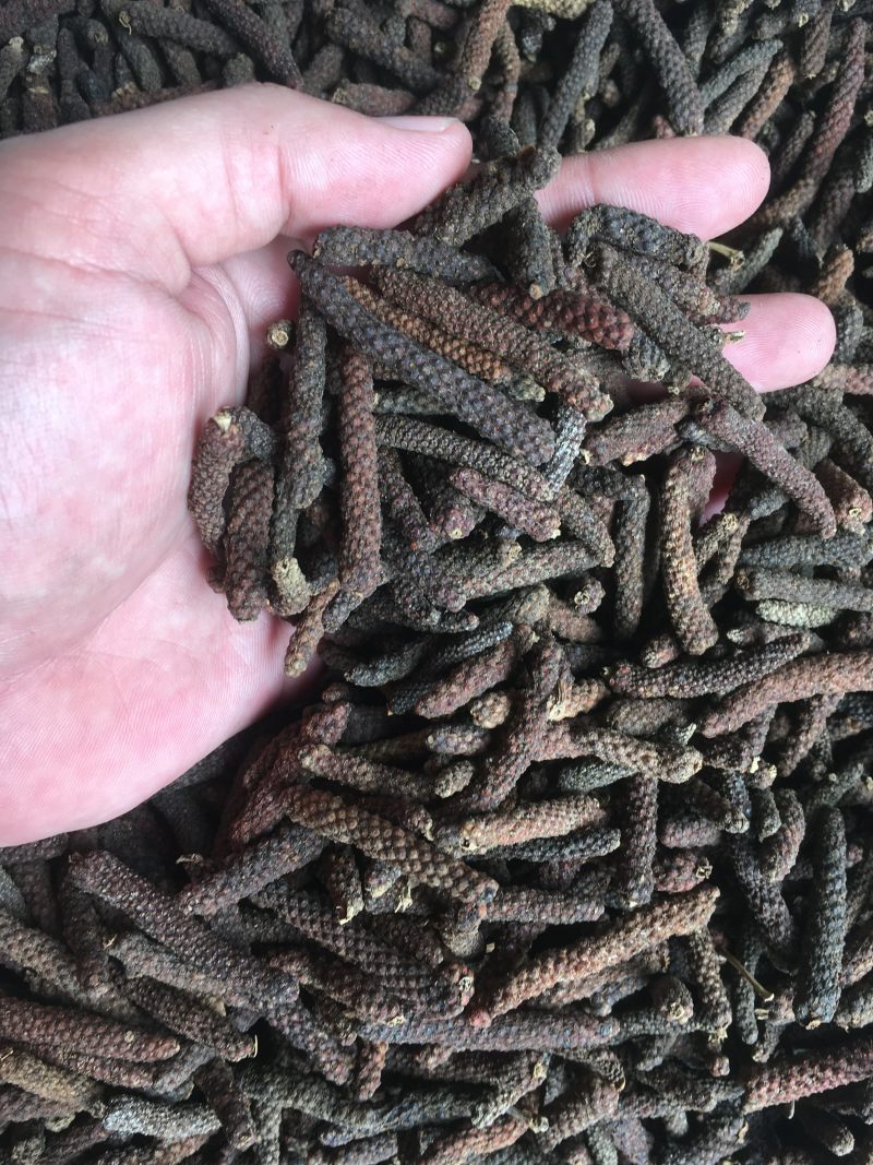 荜茇荜拨足干无硫产地一手货源大中小各种规格