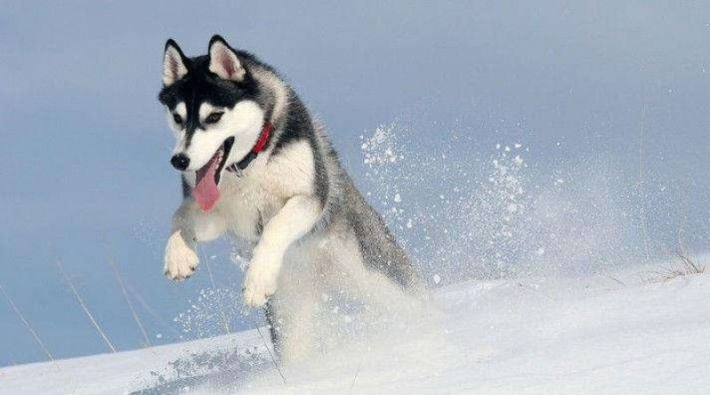 哈士奇二哈三把火双蓝眼哈士奇幼犬