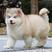 熊版阿拉斯加犬阿拉斯加幼犬大型雪橇犬哈士奇活体