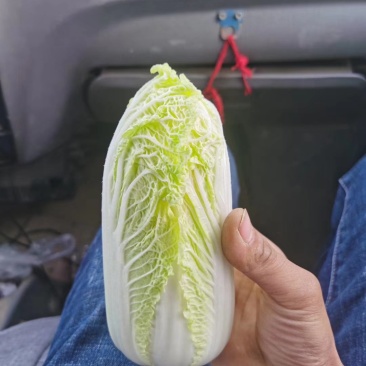 娃娃菜