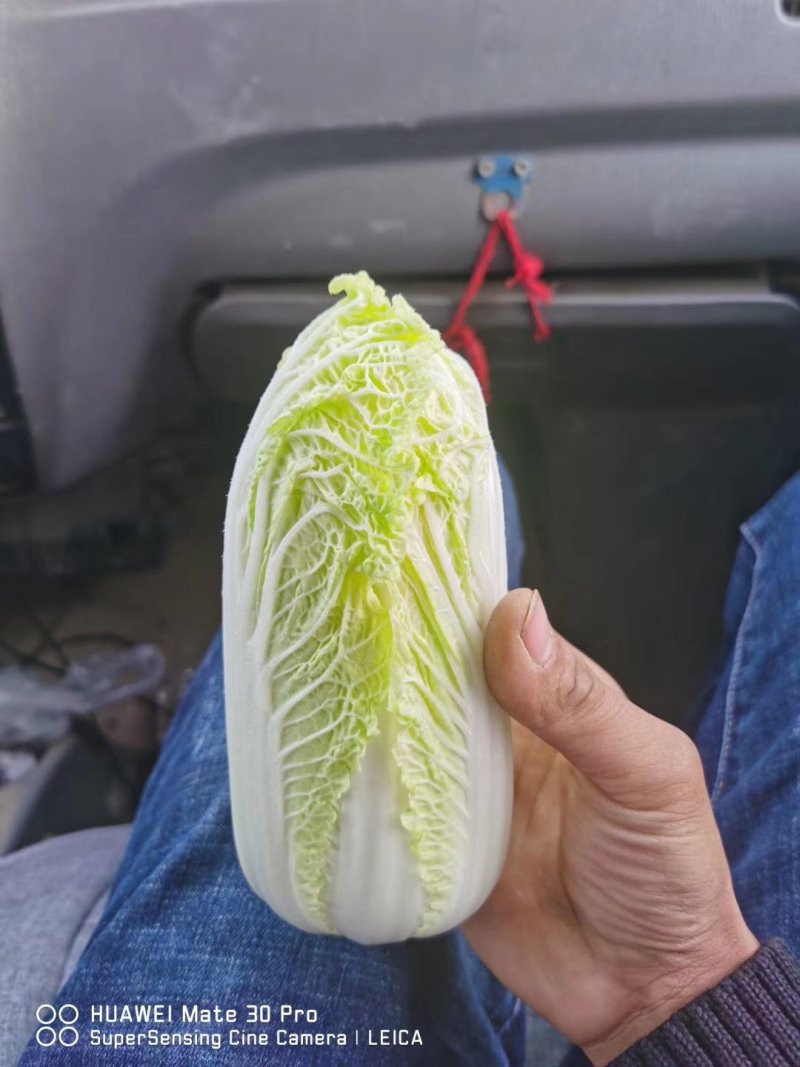 娃娃菜