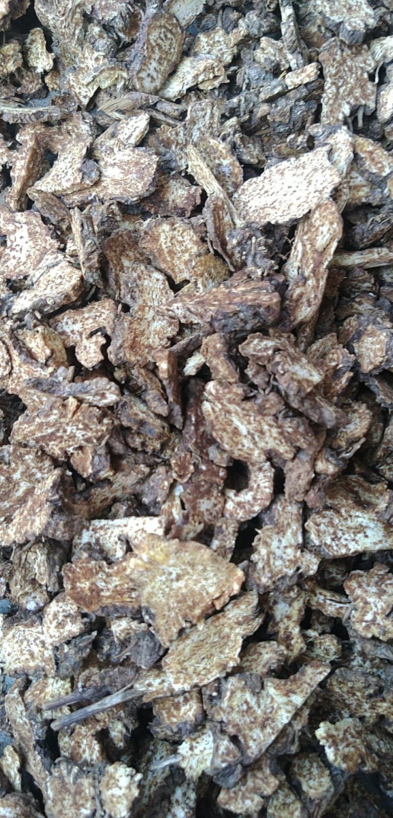 茅苍术麸炒苍术商洛道地源产地现货大量供应
