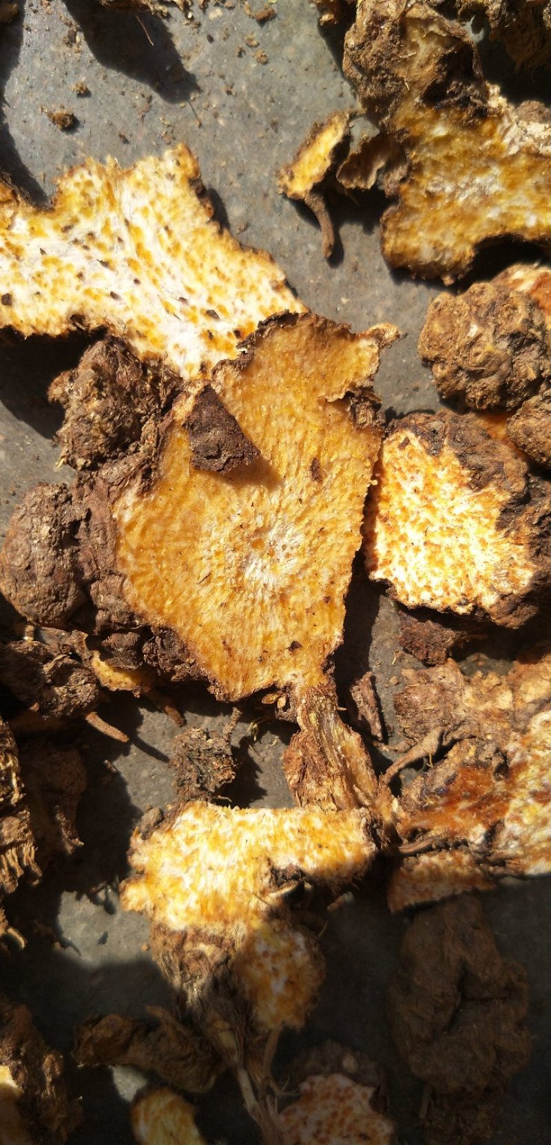 茅苍术麸炒苍术商洛道地源产地现货大量供应