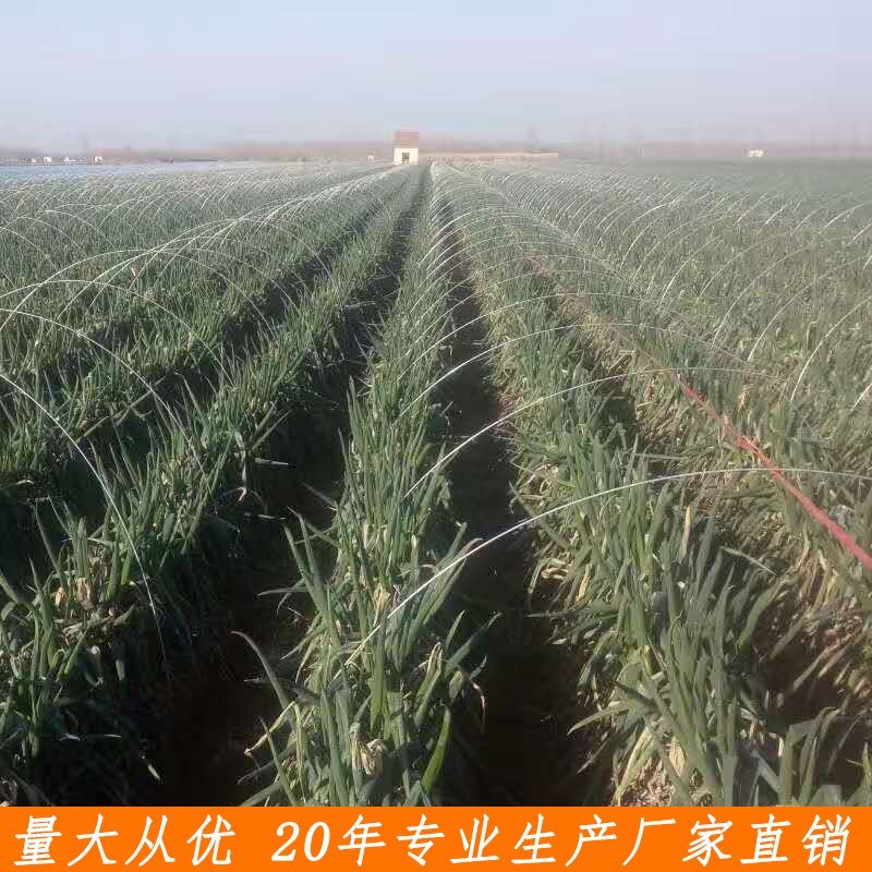 花卉育苗拱棚杆玻璃钢弹力棒保温防虫避雨小地拱支架骨架