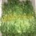 龙须菜嫩菜佛手瓜苗菜瓜尖菜