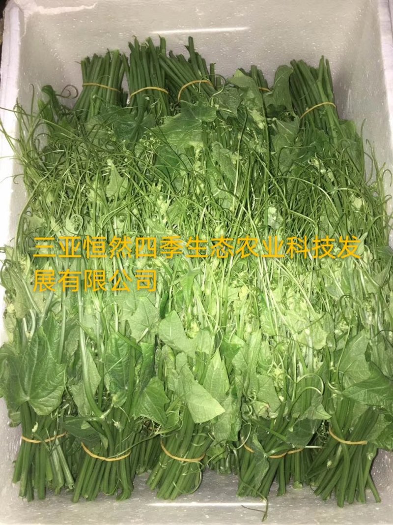 龙须菜嫩菜佛手瓜苗菜瓜尖菜