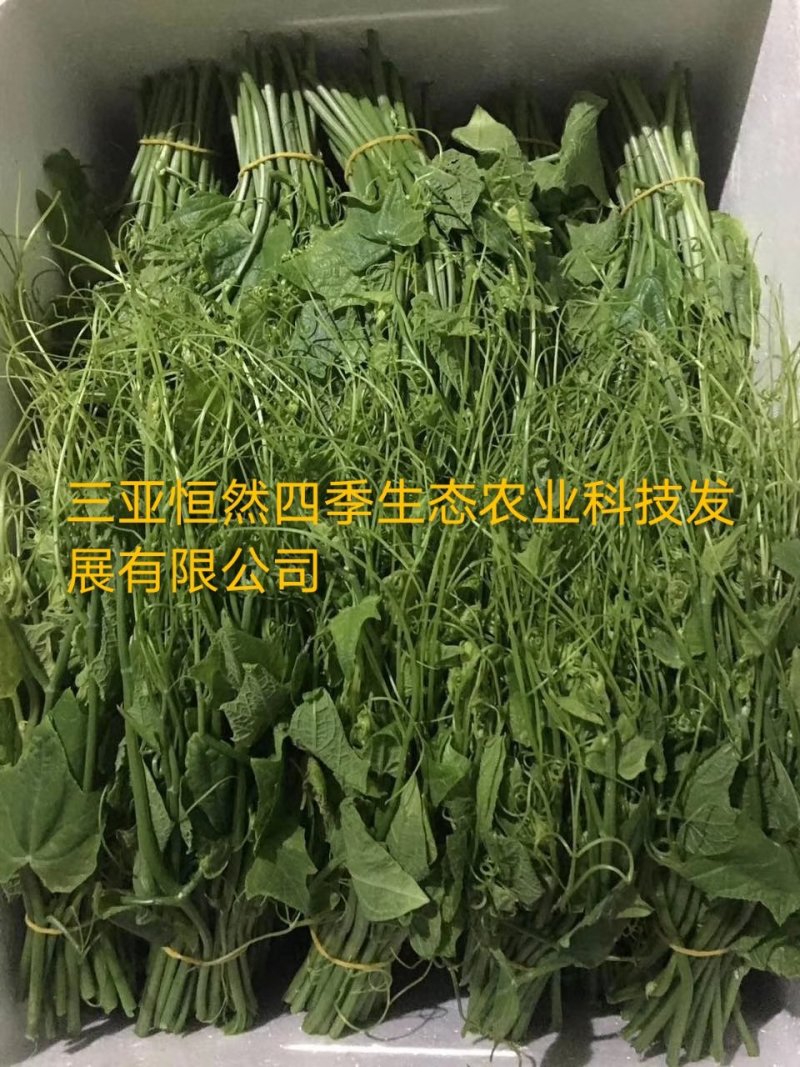 龙须菜嫩菜佛手瓜苗菜瓜尖菜