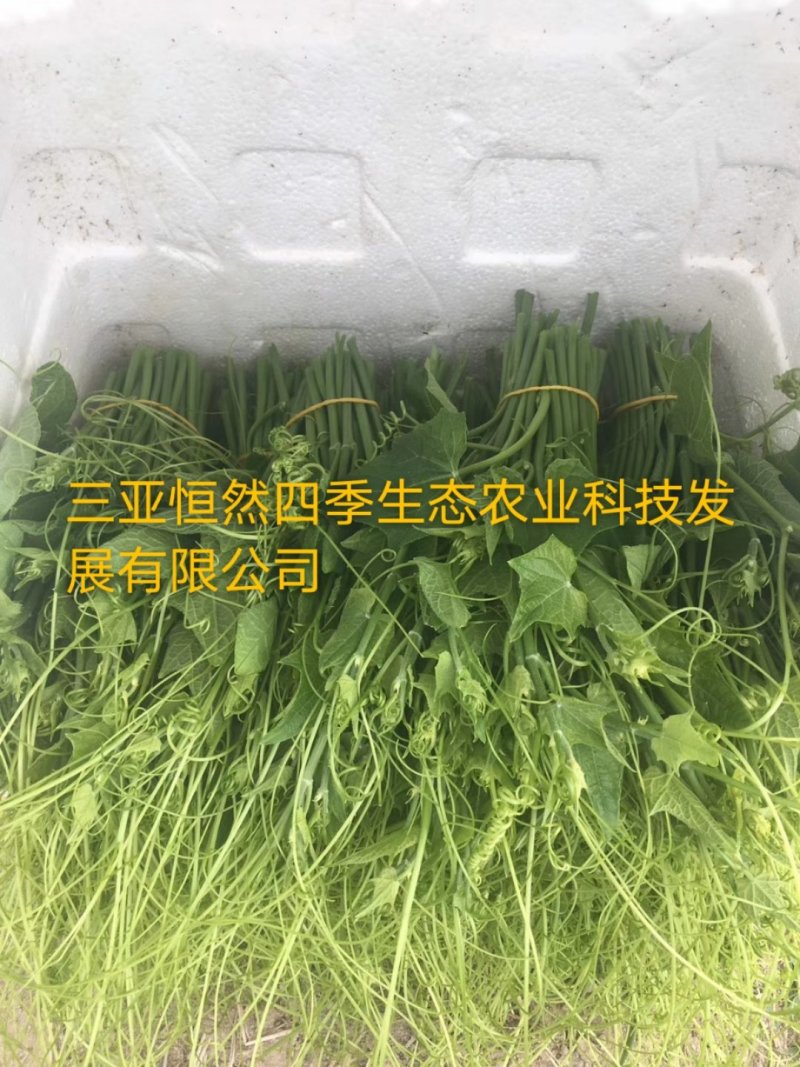 龙须菜嫩菜佛手瓜苗菜瓜尖菜