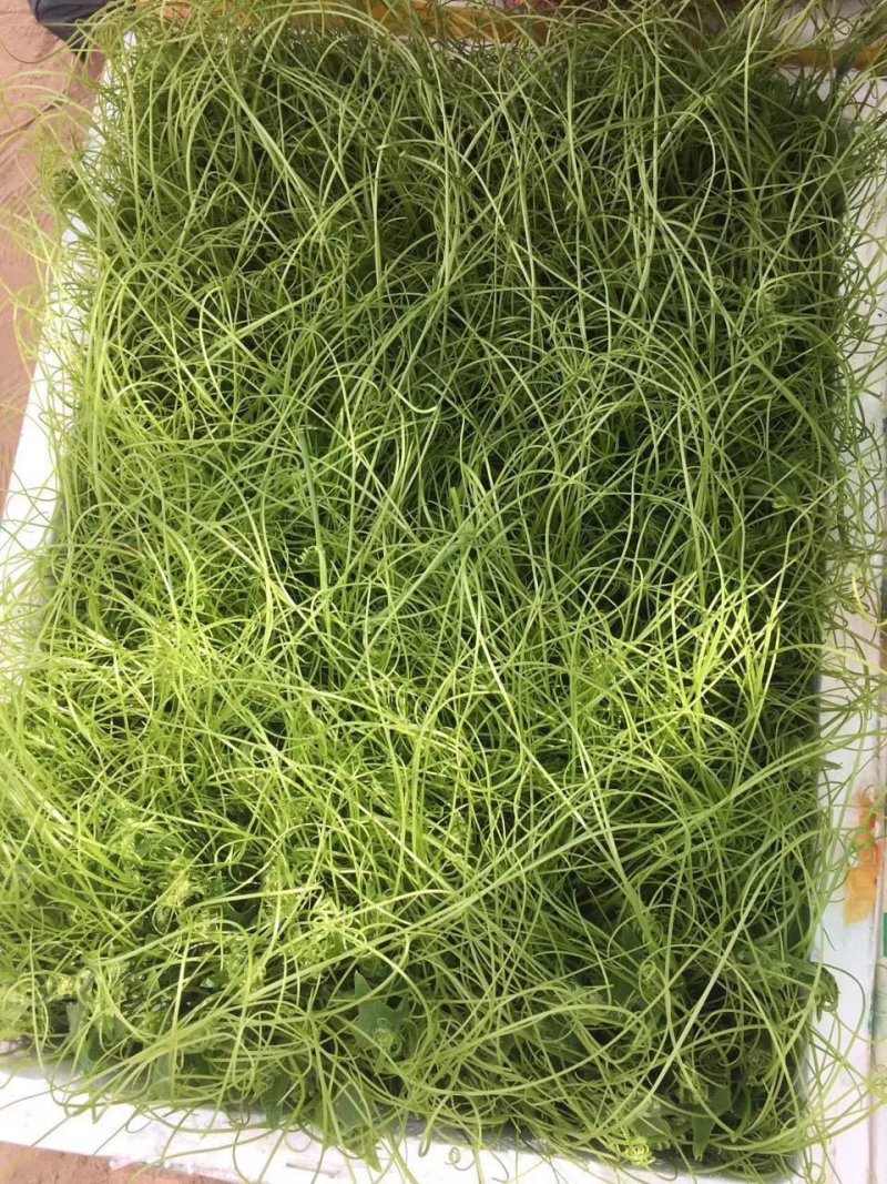 龙须菜嫩菜佛手瓜苗菜瓜尖菜