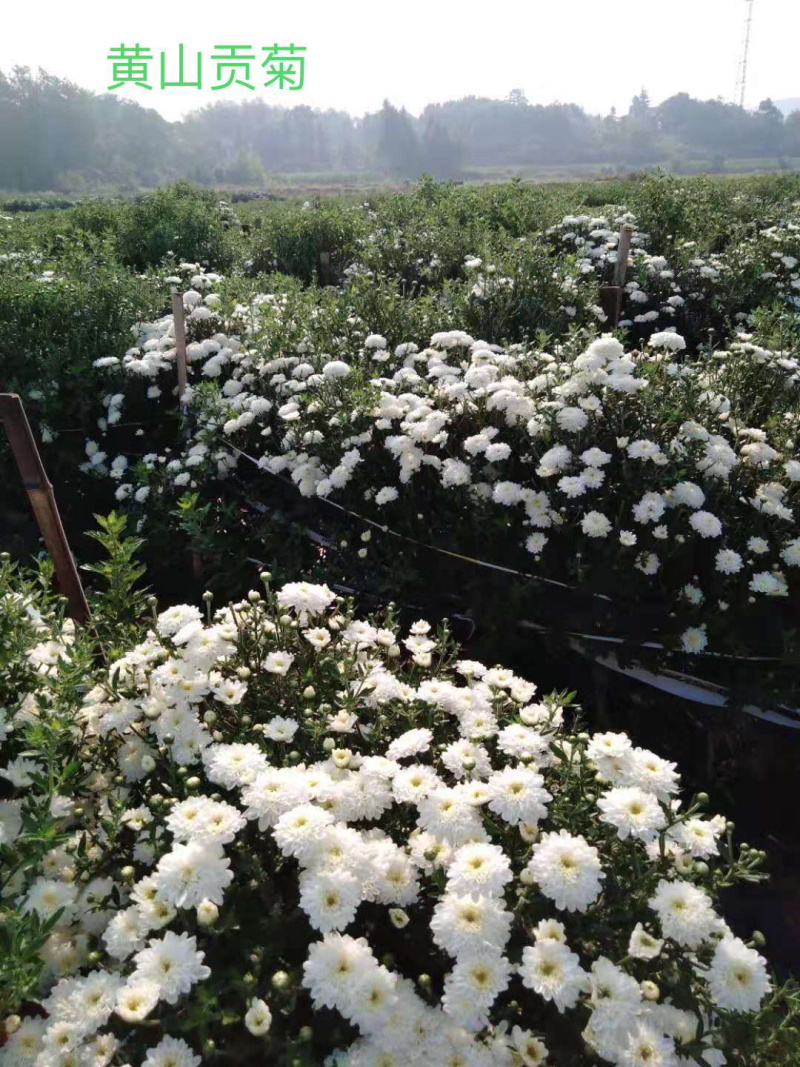 菊花苗金丝皇菊苗婺源菊黄山贡菊精品种苗欢迎选购