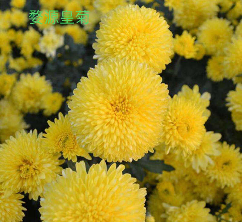 菊花苗金丝皇菊苗婺源菊黄山贡菊精品种苗欢迎选购