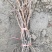 葡萄苗巨峰甜蜜蓝宝石克伦生