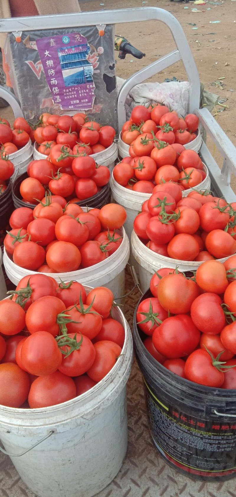 〔全国发货〕大红西红柿硬度好耐运输真实报价商超品质
