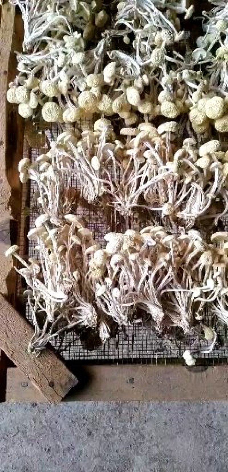 广昌白茶树菇产地直销酒店商超直供菇帽小圆润