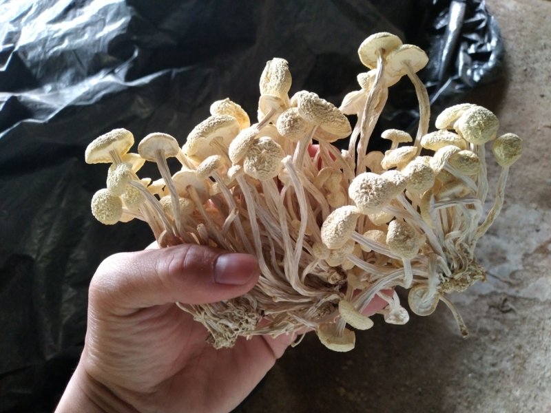广昌白茶树菇产地直销酒店商超直供菇帽小圆润