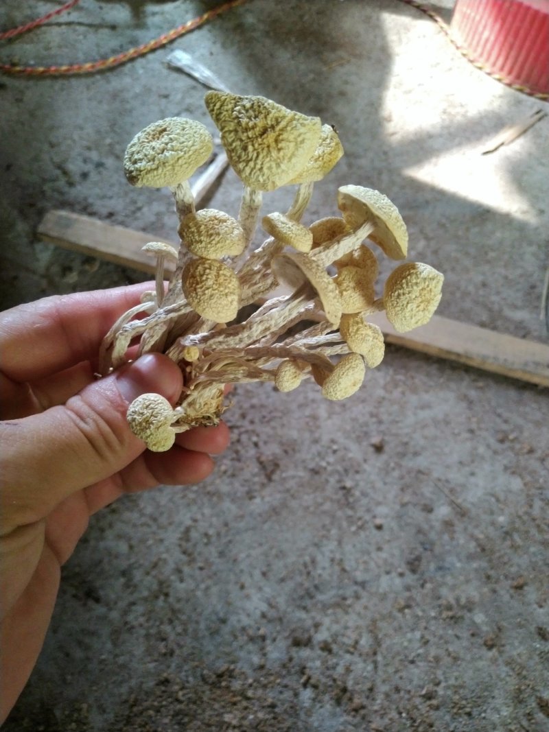 广昌白茶树菇产地直销酒店商超直供菇帽小圆润