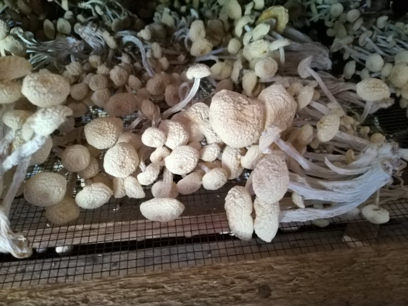 广昌白茶树菇产地直销酒店商超直供菇帽小圆润