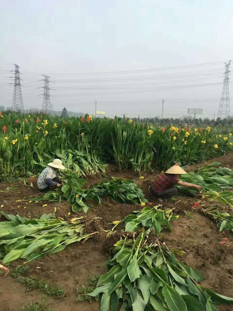 美人蕉品种全面，美人蕉花色多，地被，水生美人蕉