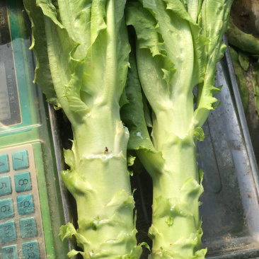 莴苣，莴笋、一手货源，青皮青肉、质量保证。