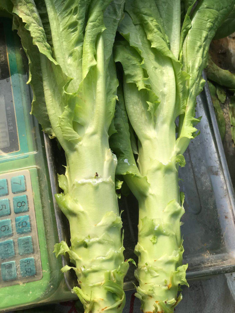 莴苣，莴笋、一手货源，青皮青肉、质量保证。