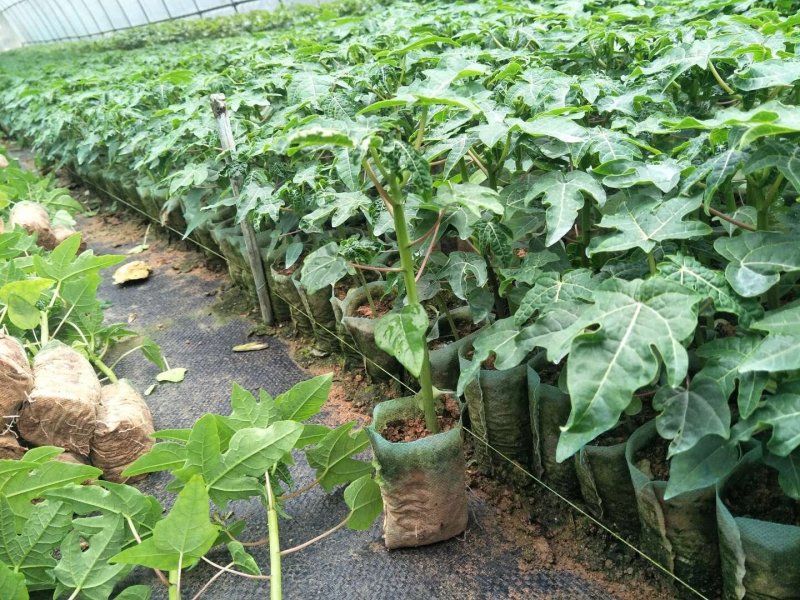 红肉水果木瓜苗当年种植当年结果量大从优欢迎下单选购