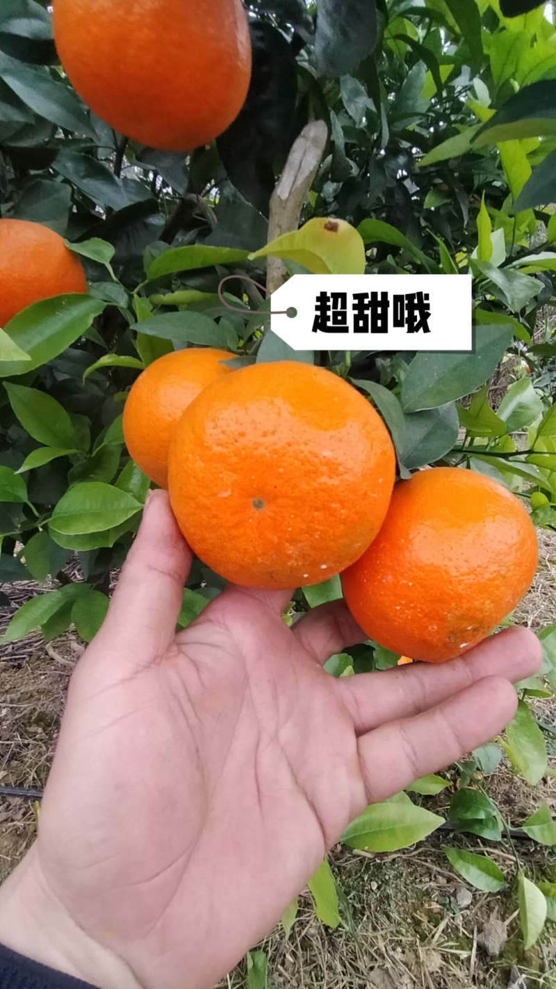 广西桂林全州一级沃柑产地，皮细，果亮，口感好