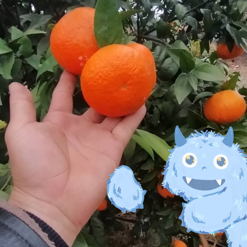 广西桂林全州一级沃柑产地，皮细，果亮，口感好