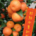 沙糖糖桔产地直供，主生产广西桂林市全州县