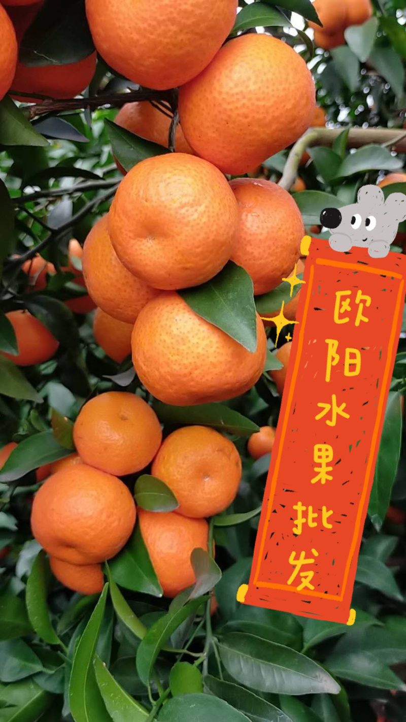 沙糖糖桔产地直供，主生产广西桂林市全州县