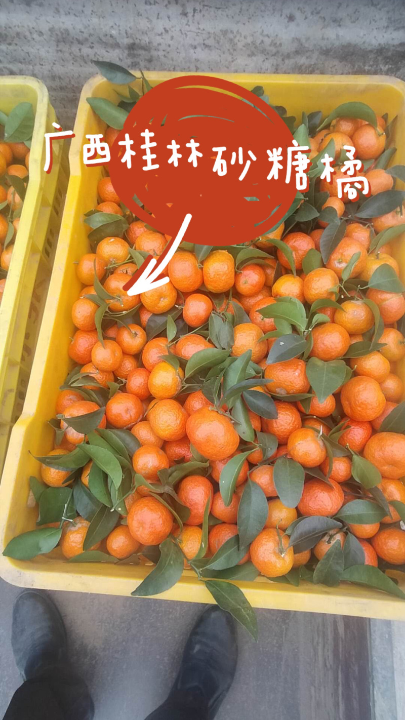 沙糖糖桔产地直供，主生产广西桂林市全州县