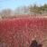 大量出售红瑞木3一10分支园林绿化苗厂家直接出售