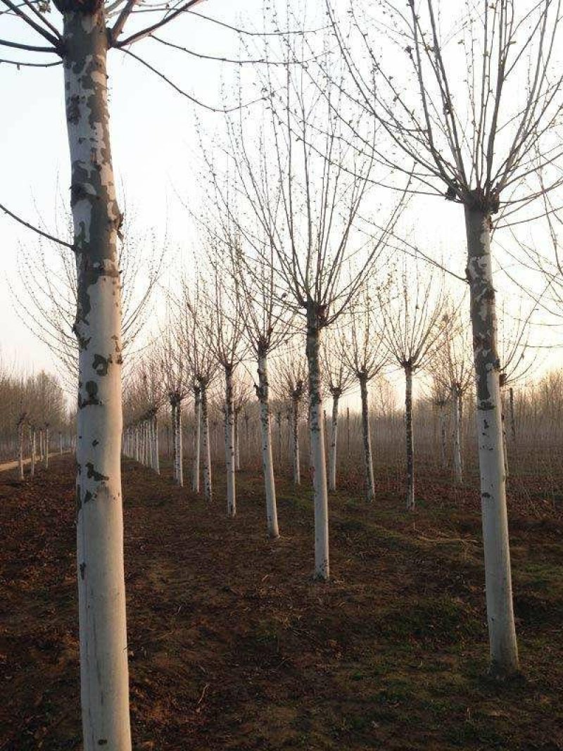 10～20公分法桐价格绿曦苗圃，河北法桐基地