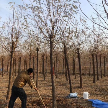 10公分刺槐价格河北刺槐基地绿曦苗圃自家苗圃