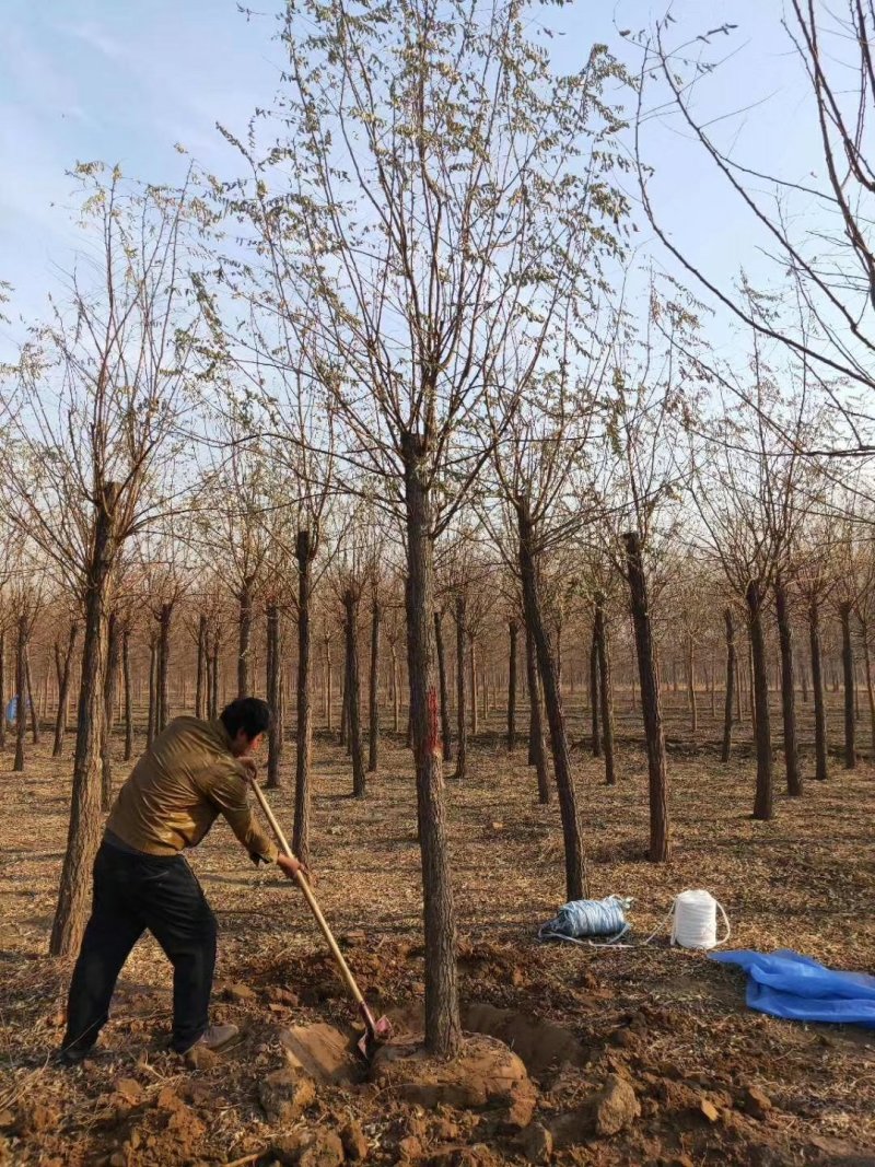 10公分刺槐价格河北刺槐基地绿曦苗圃自家苗圃