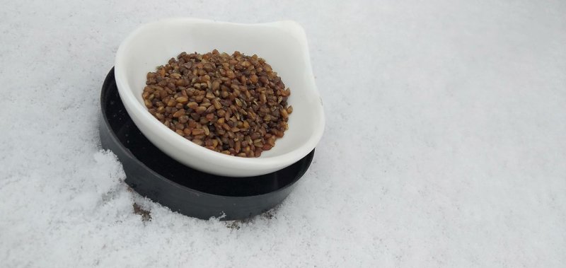 黑苦荞新货一级颗粒饱满8斤包邮一件代发量大从优
