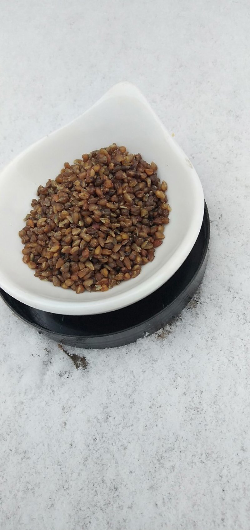 黑苦荞新货一级颗粒饱满8斤包邮一件代发量大从优