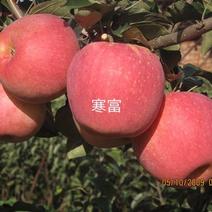 寒富苹果苗～短枝，高抗寒，抗逆性特高。高产。好吃有香味。