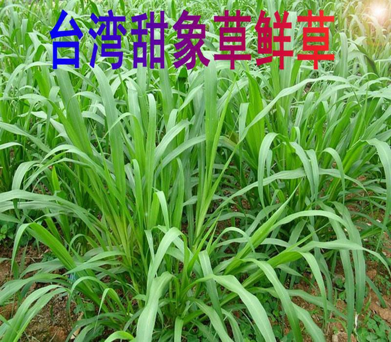 台湾进口正宗高产甜象草种子多年生发芽率98%，净籽