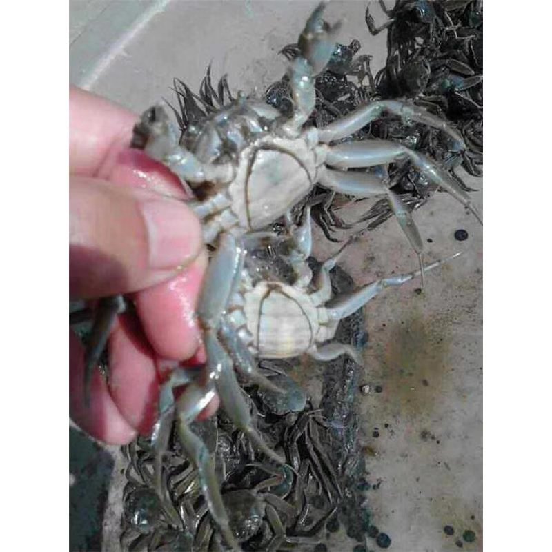 精品盘锦蟹苗优质蟹苗辽宁蟹苗