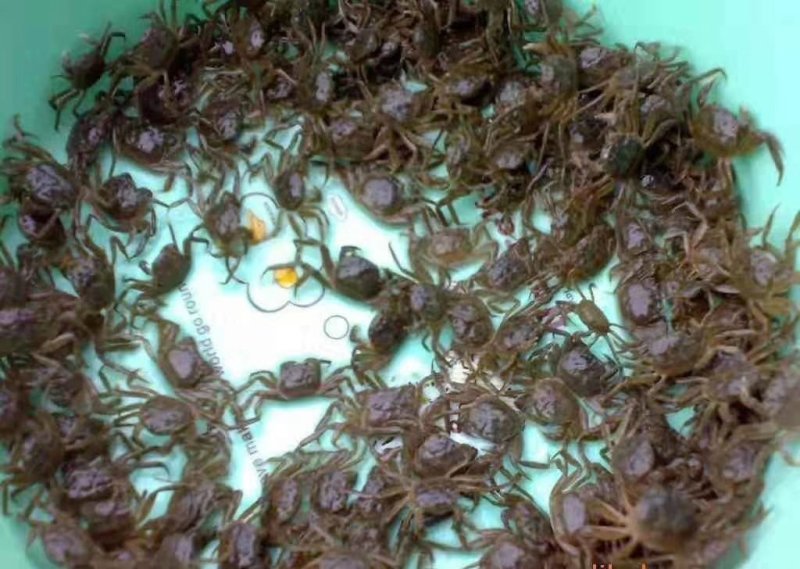 精品盘锦蟹苗优质蟹苗辽宁蟹苗