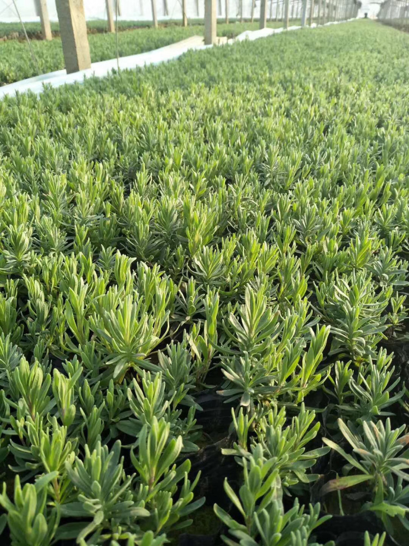 精品薰衣草，薰衣草花海、盆栽花工程苗量大
