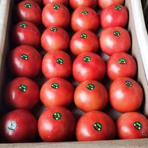 粉果番茄通货，产地直采，诚信为本全国
