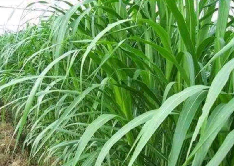 皇竹草种子新型杂交高产牧草种子四季可种发芽率98%